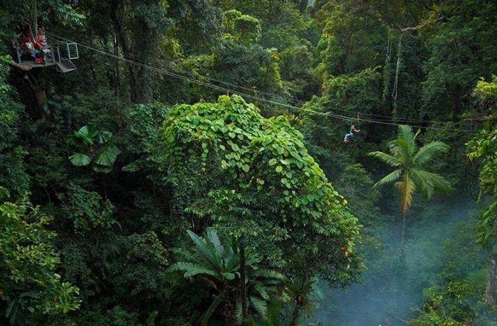 جنگل آمازون