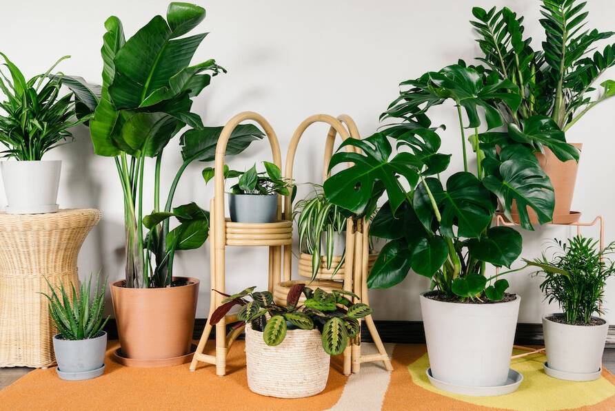 نگهداری از گیاهان آپارتمانی