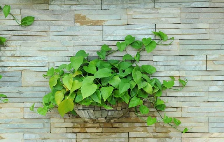 نگهداري پتوس