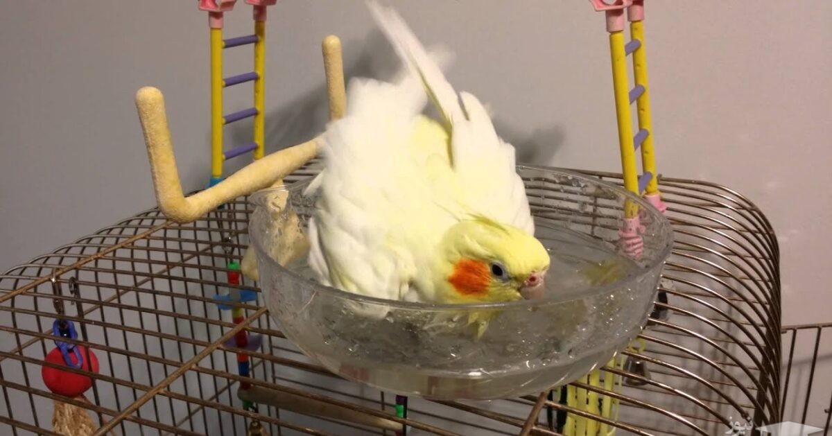 روش تمیز کردن قفس پرنده