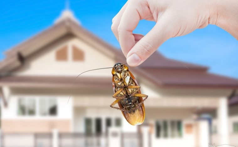 جلوگیری از ورود حشرات به خانه