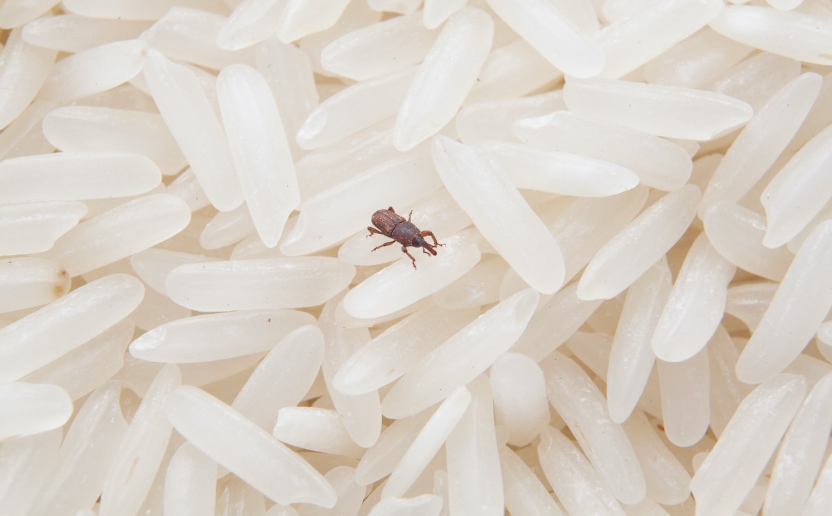 برنج کرم خورده - از بين بردن شپشک برنج