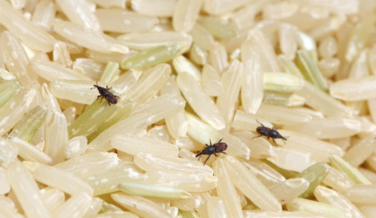 برنج پر از شپشک - از بين بردن شپشک برنج