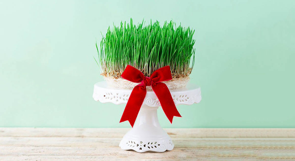 کاشت سبزه عید