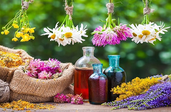 گیاه دارویی - درمان خانگی آلرژی بهاره