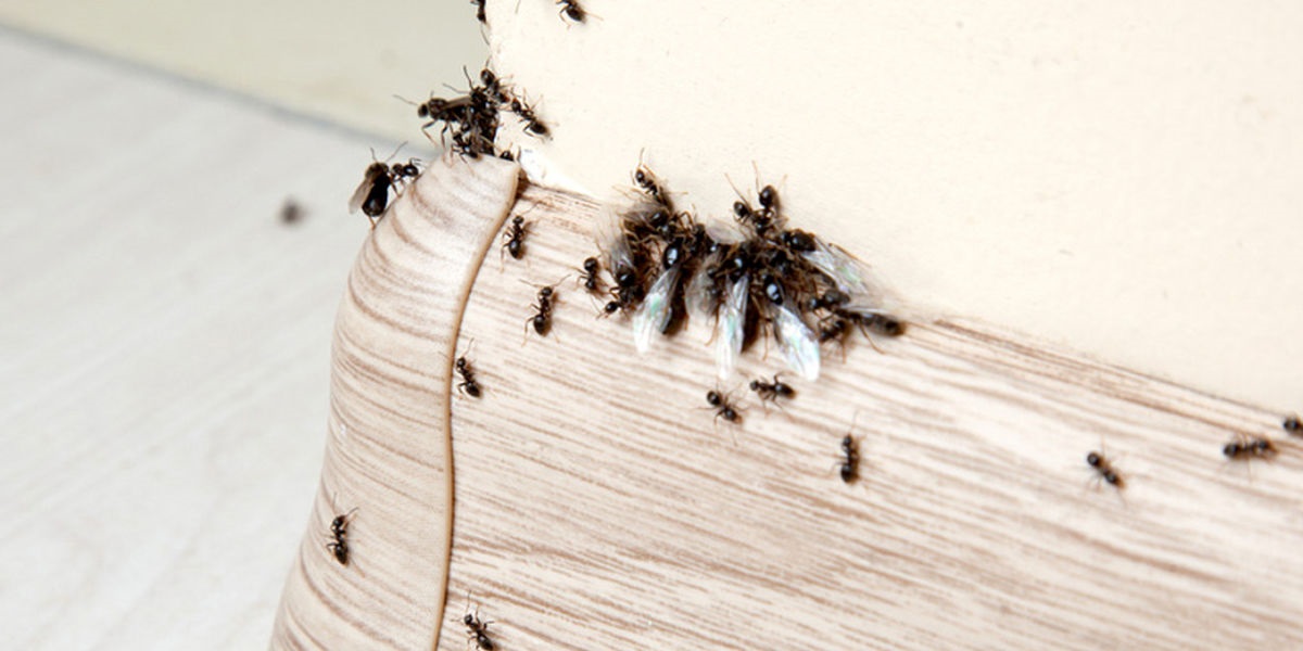 مورچه ی پردار - از بین بردن مورچه