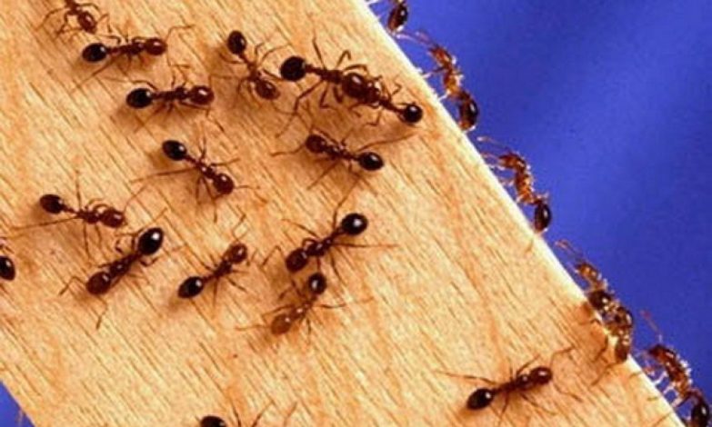 مورچه - از بین بردن مورچه
