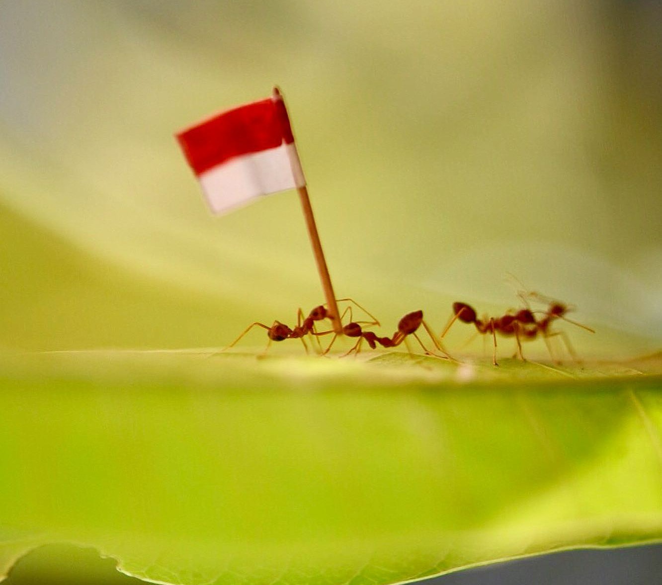رژه مورچه ها - از بین بردن مورچه