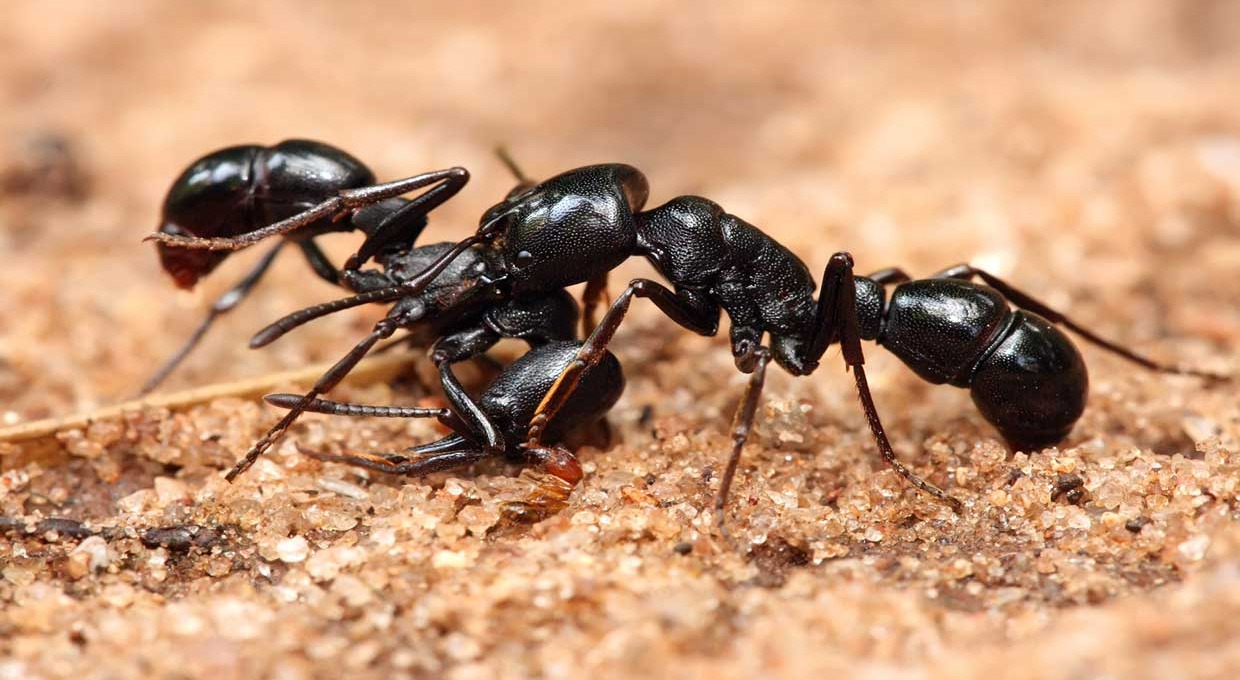 دعوای مورچه ها - از بین بردن مورچه