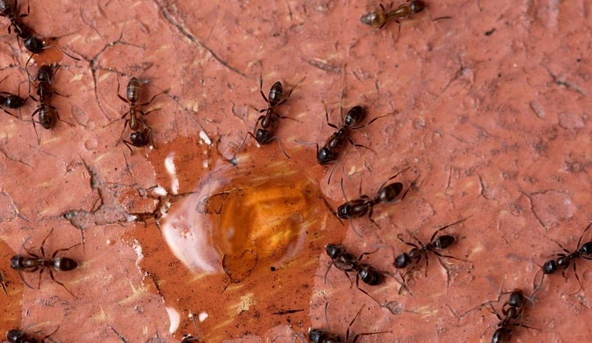 آب - از بین بردن مورچه