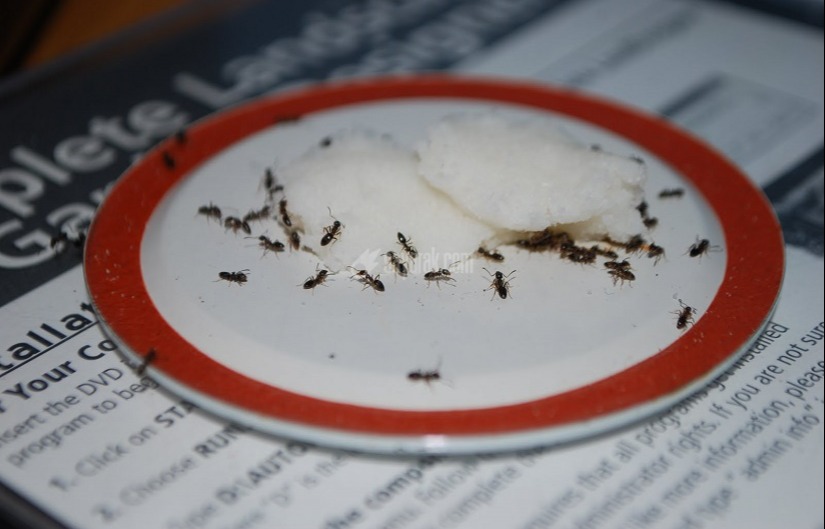 طعمه مورچه - از بین بردن مورچه
