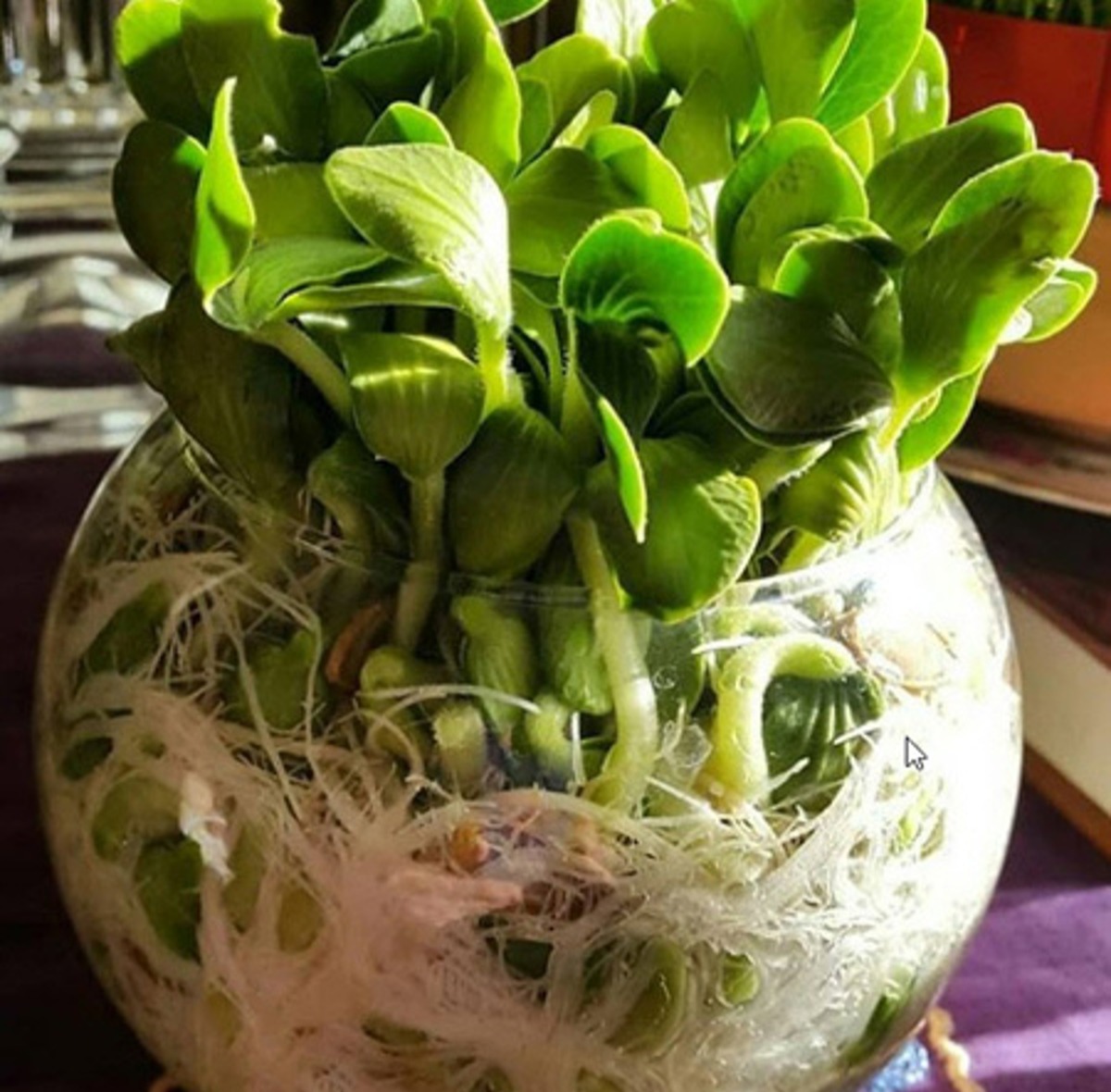 سبزه تخم کدو - روش کاشت سبزه تخم کدو