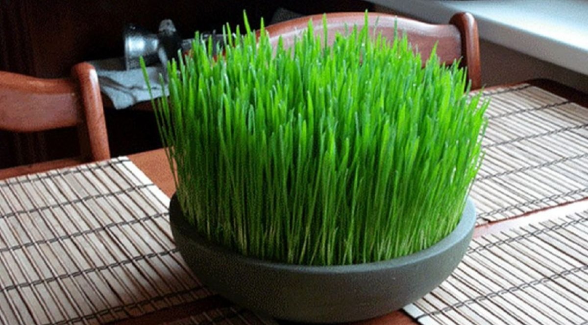 سبزه گندم - جلوگیری از زرد شدن سبزه