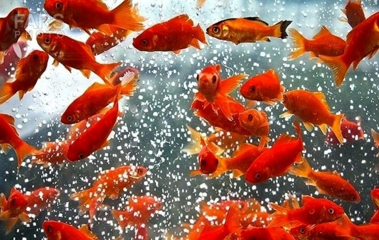 ماهی های قرمز - نگهداری از ماهی قرمز