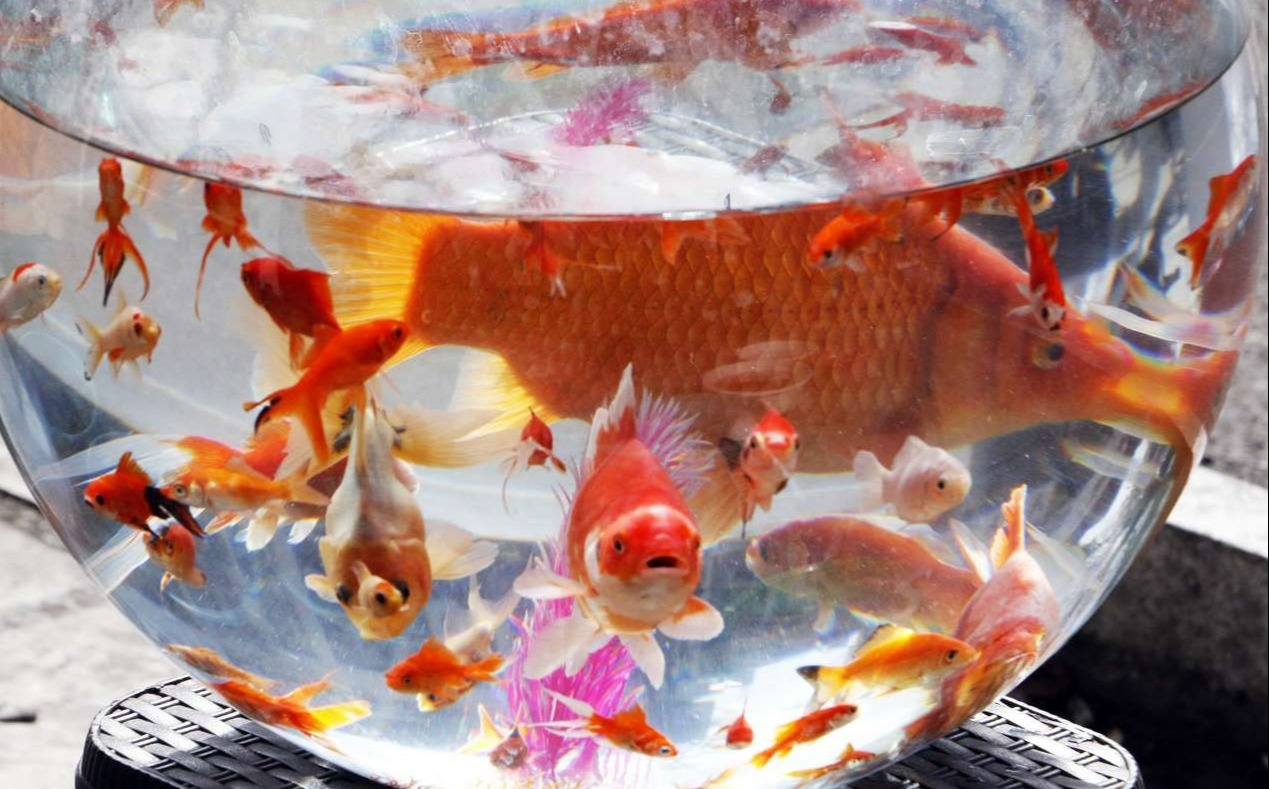 ماهی در تنگ - نگهداری از ماهی قرمز