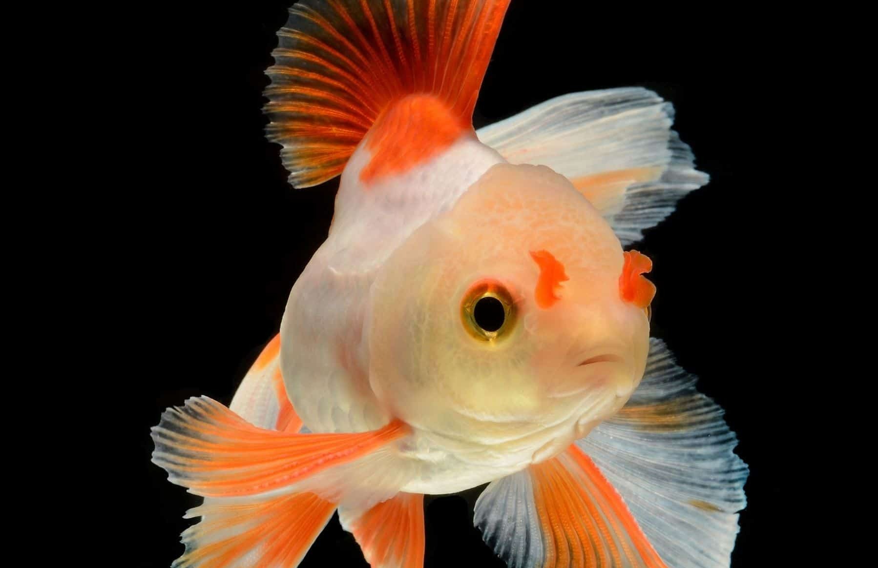 ماهی عروس - نگهداری از ماهی قرمز