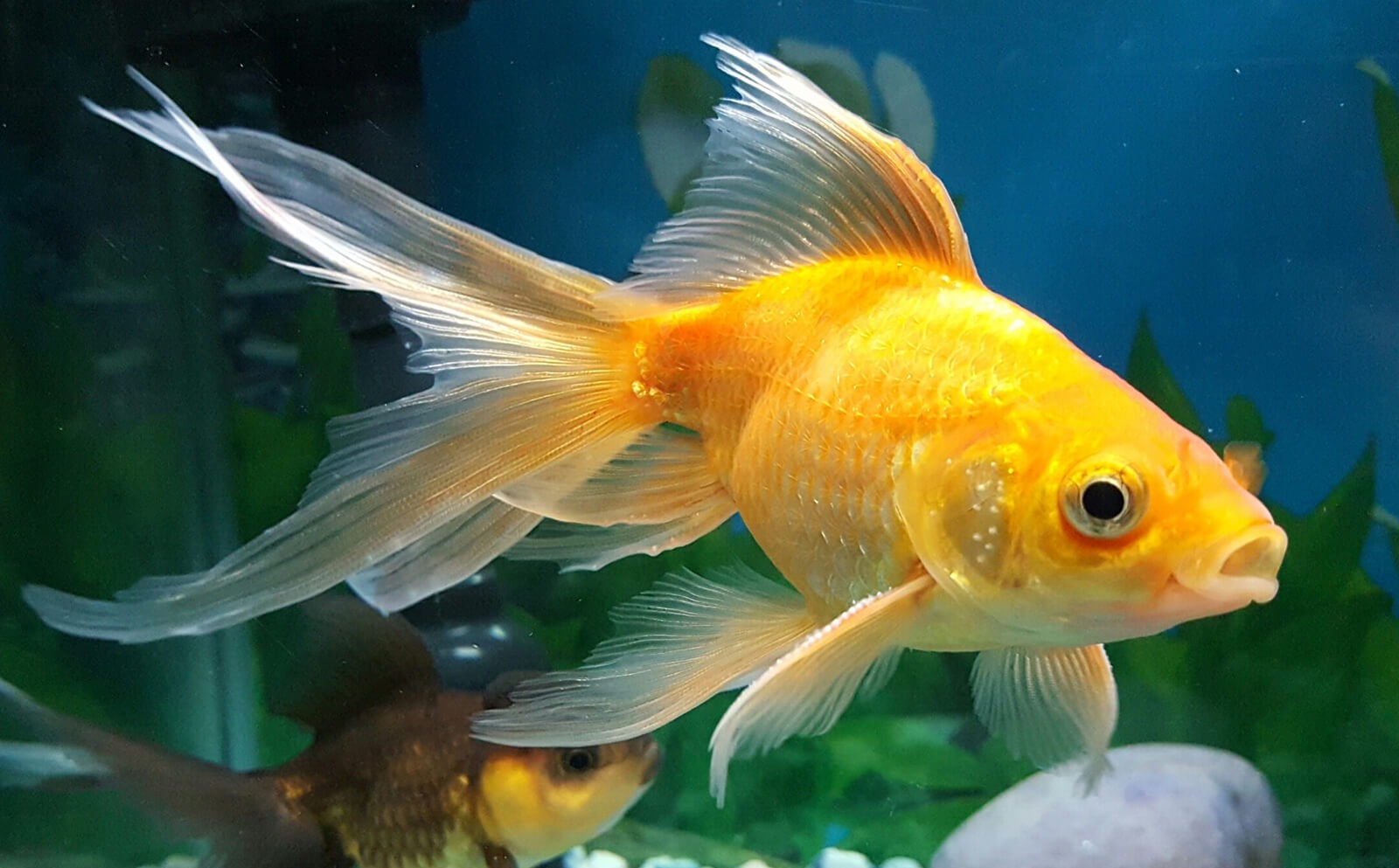 ماهی بزرگ - نگهداری از ماهی قرمز