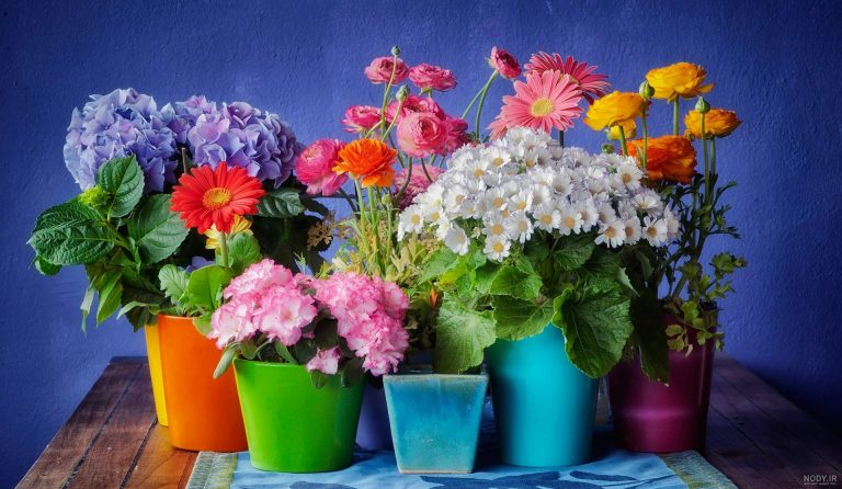 گل بهاری - نگهداری از گلهای بهاری