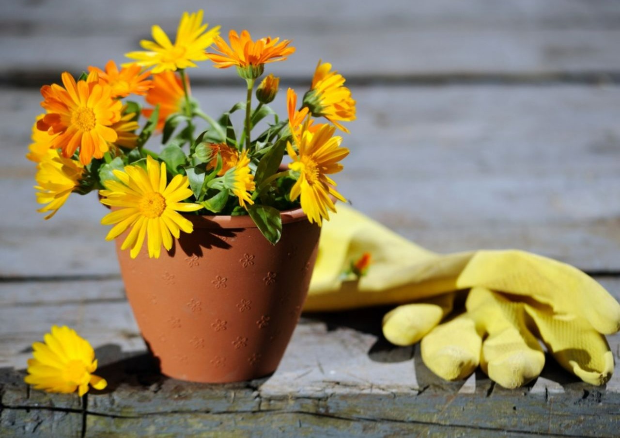 کوکب - نگهداری از گلهای بهاری