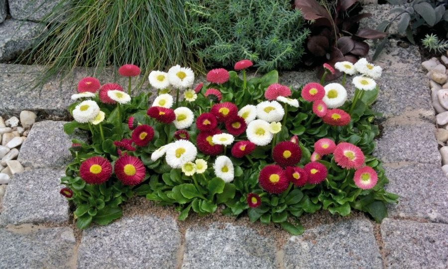 مینای چمنی - نگهداری از گلهای بهاری