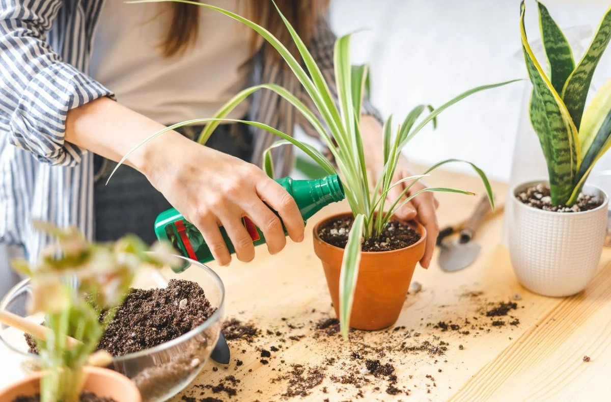 گندمی - بهترین زمان کود دهی گیاهان آپارتمانی