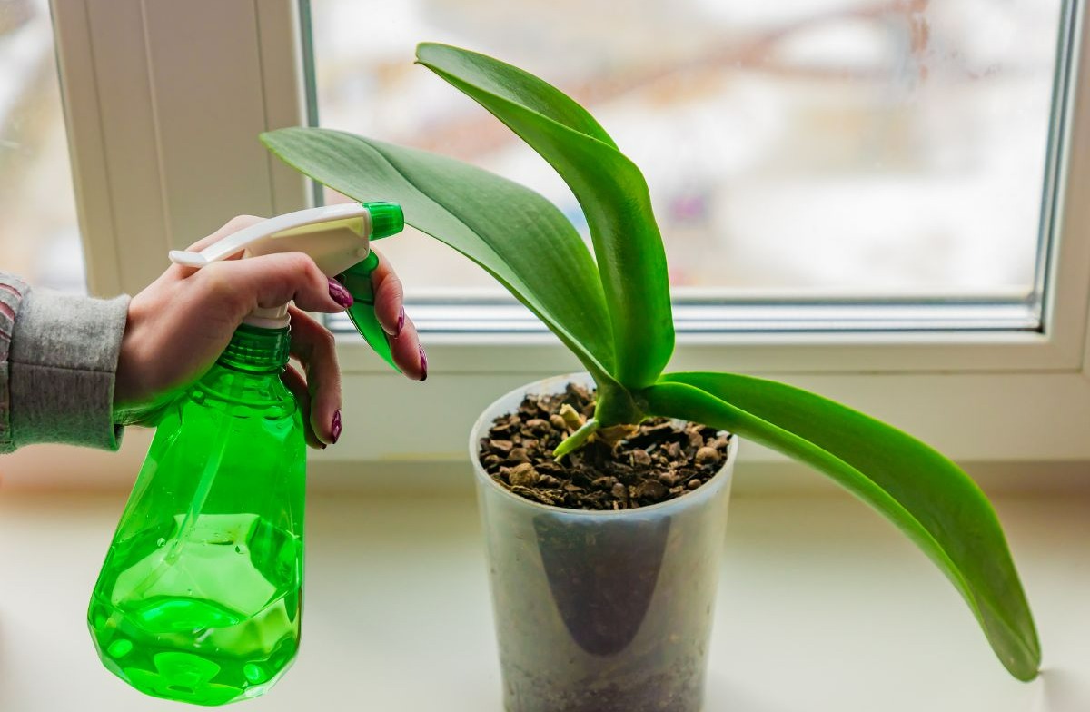 ارکیده - بهترین زمان کود دهی گیاهان آپارتمانی