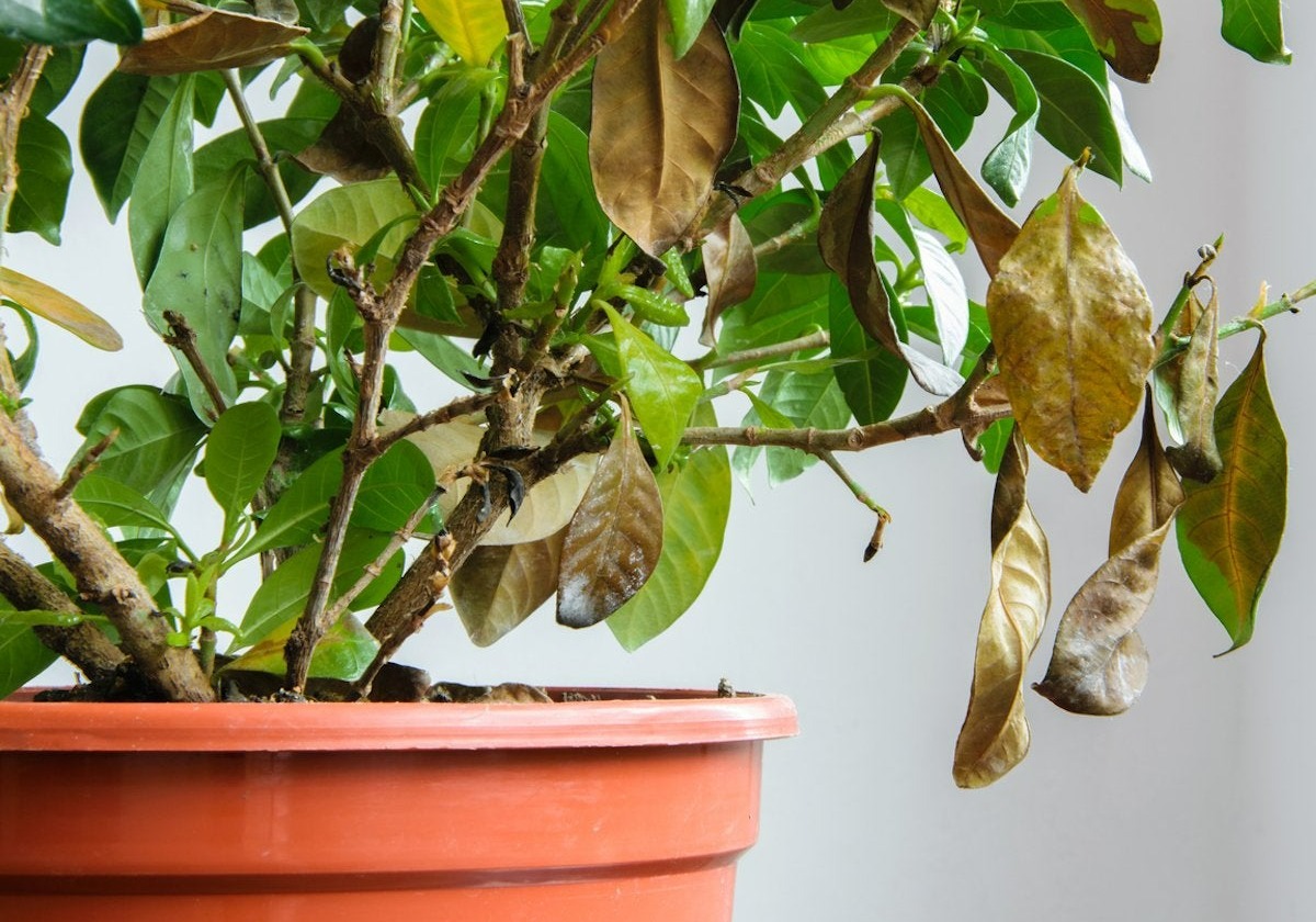 خشک شدن - بهترین زمان کود دهی گیاهان آپارتمانی