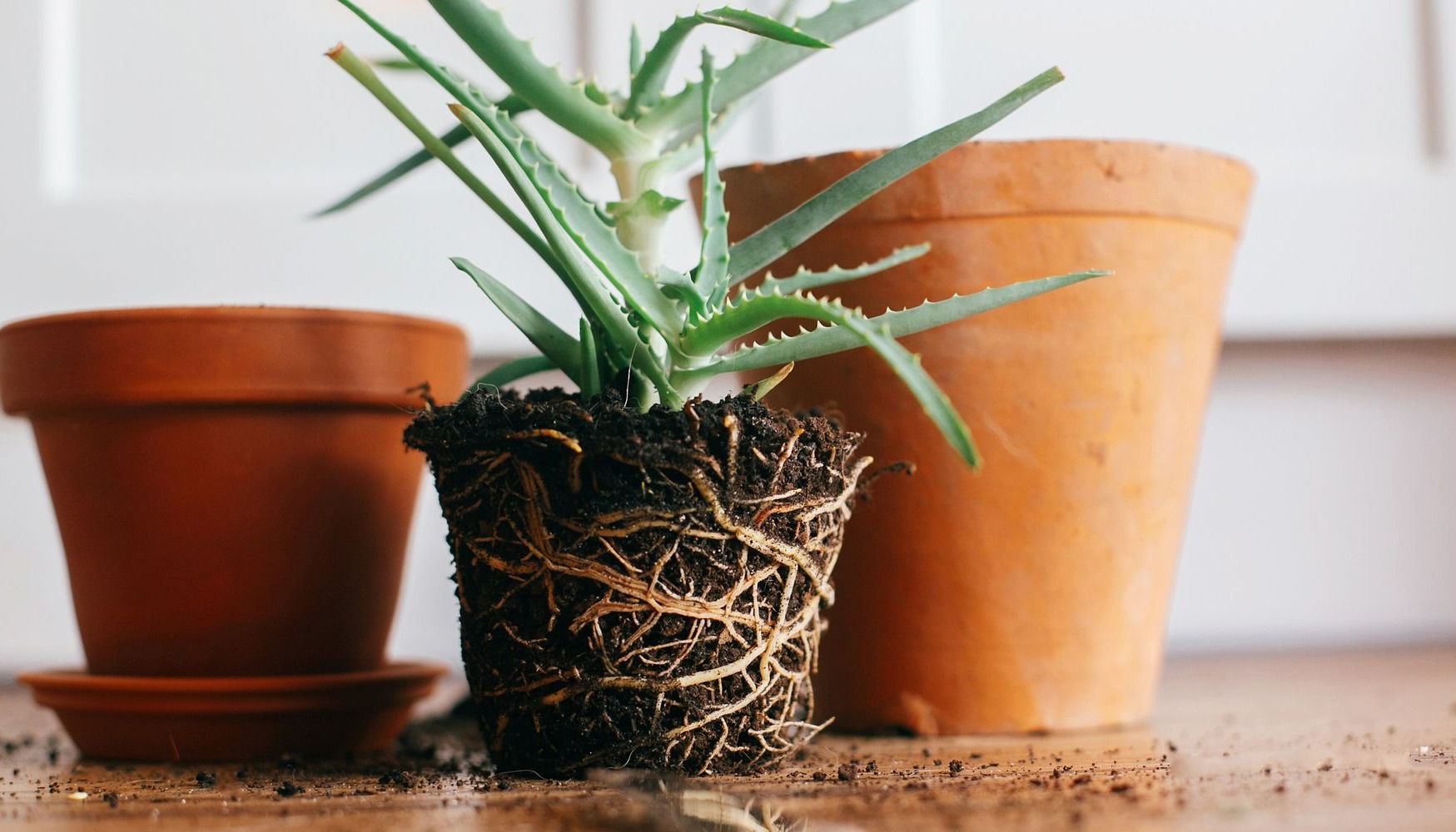 ریشه پر گل- تعویض خاک گلدان