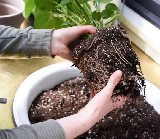 ریشه گیاه - تعویض خاک گلدان