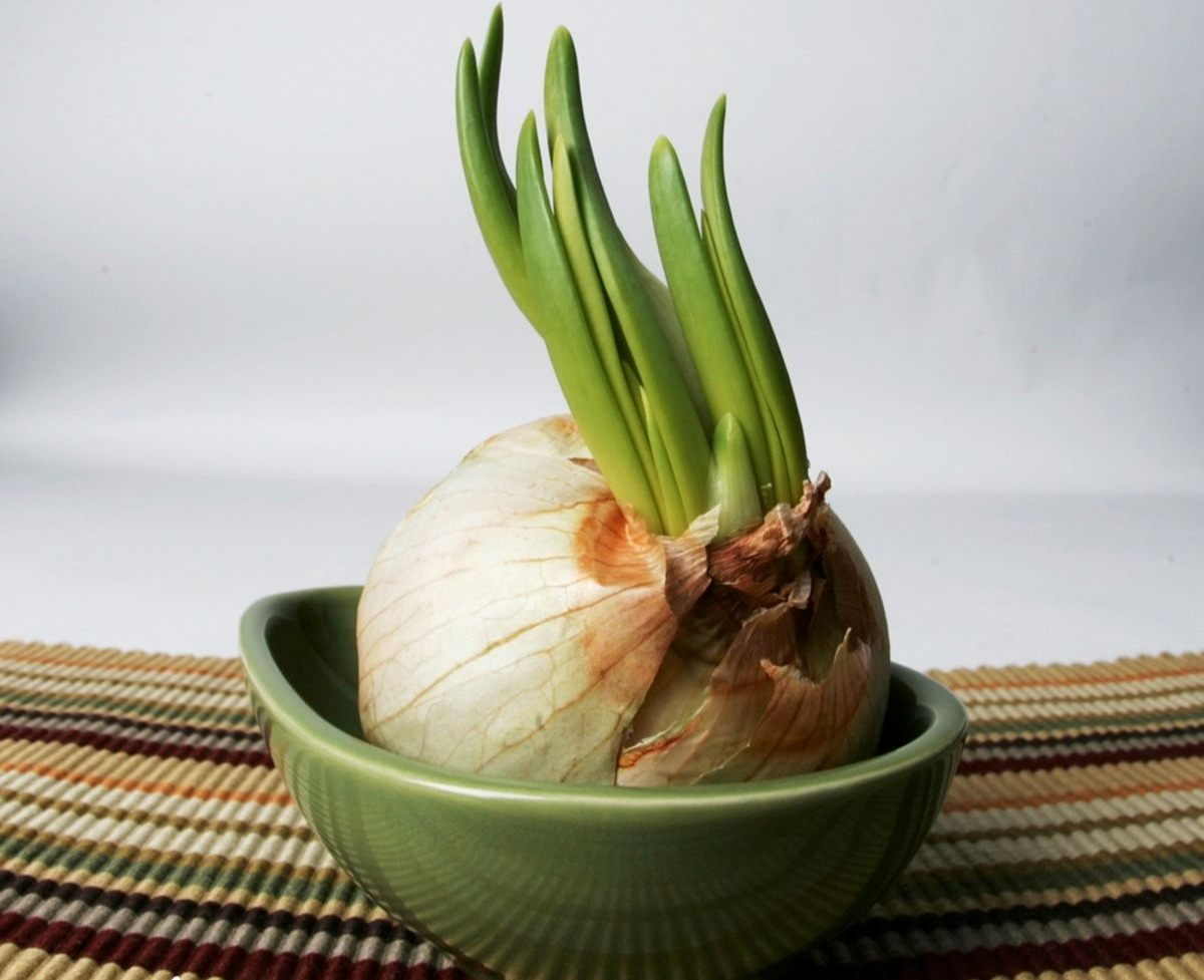 جلوگیری از جوانه زدن پیاز