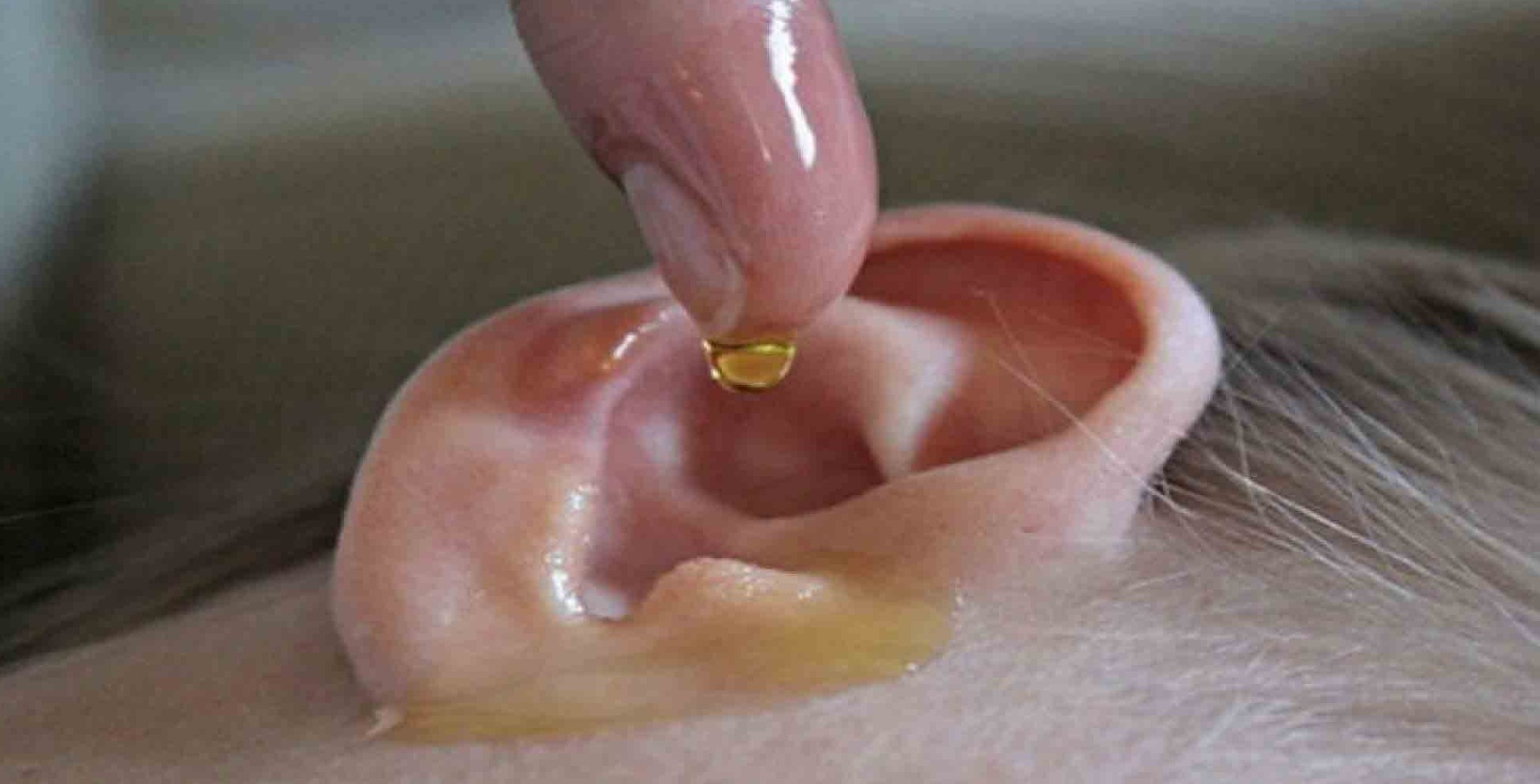 درمان خانگی عفونت گوش - روغن در گوش