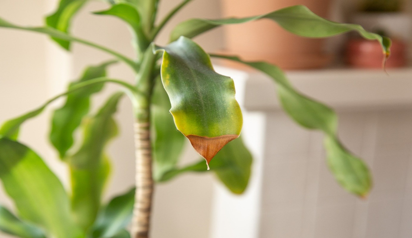 جلوگیری از آفتاب سوختگی گیاهان