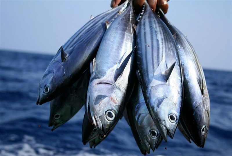 تشخیص ماهی تازه - ماهي جنوب