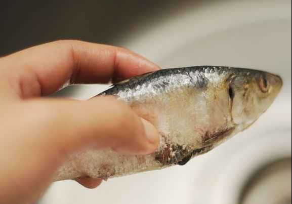 تشخیص ماهی تازه - ماهي سفت
