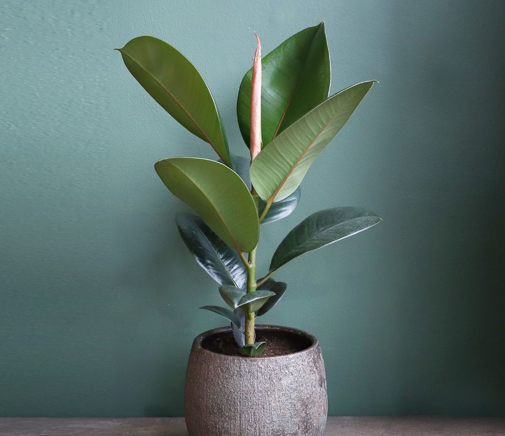  گیاه فیکوس در گلدانی سنگی به رنگ قهوه ای بسیار تیره که در پشت آن دیواری سبز رنگ است - گیاهان آپارتمانی مقاوم