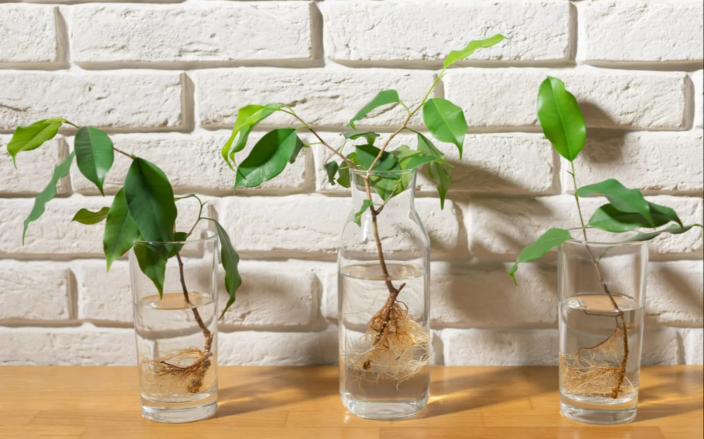 پتوس - نگهداری گیاه در آب