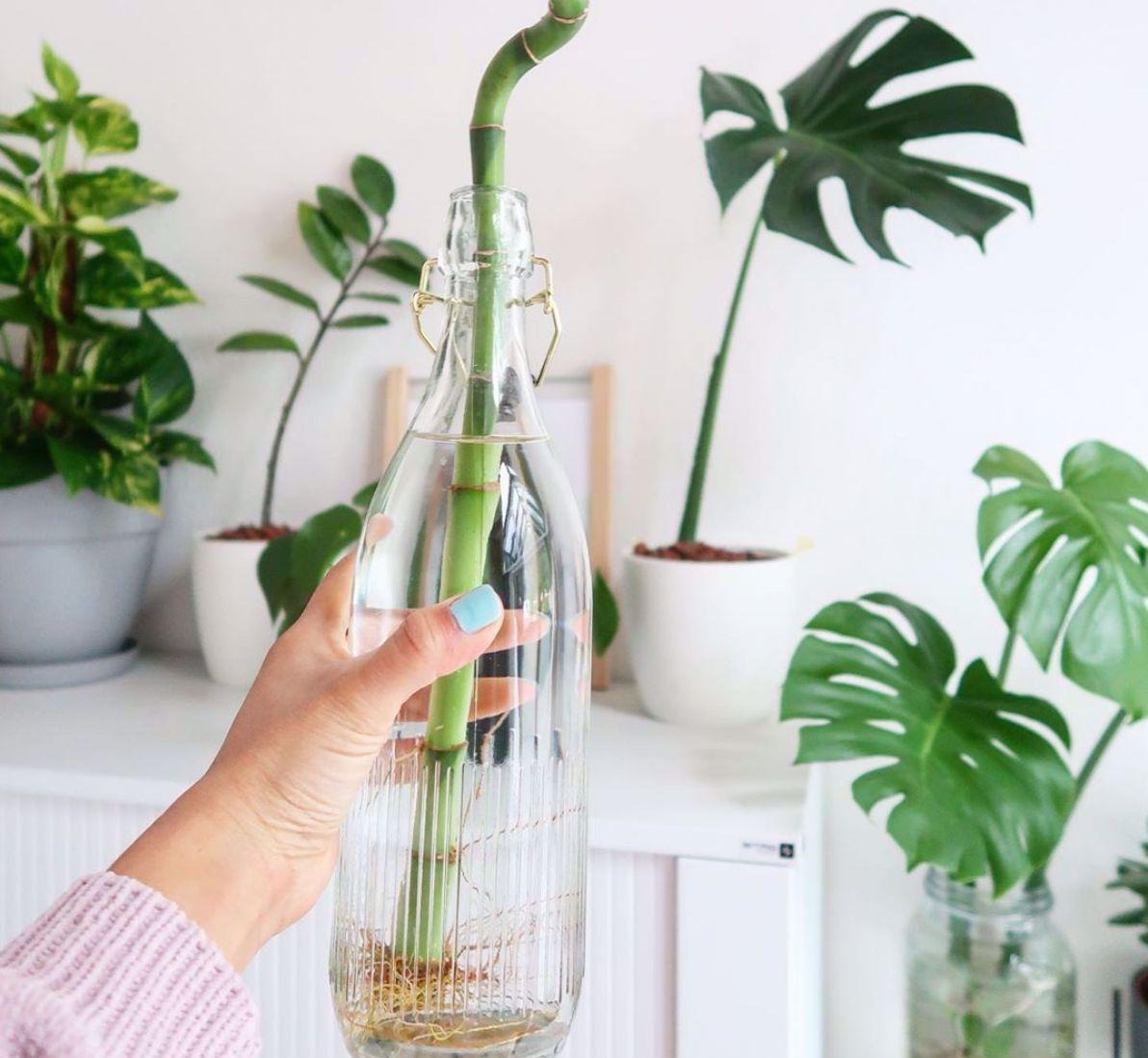 شیشه - نگهداری گیاه در آب