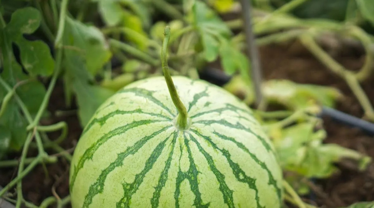 هندوانه نارس - روش تشخیص هندوانه شیرین