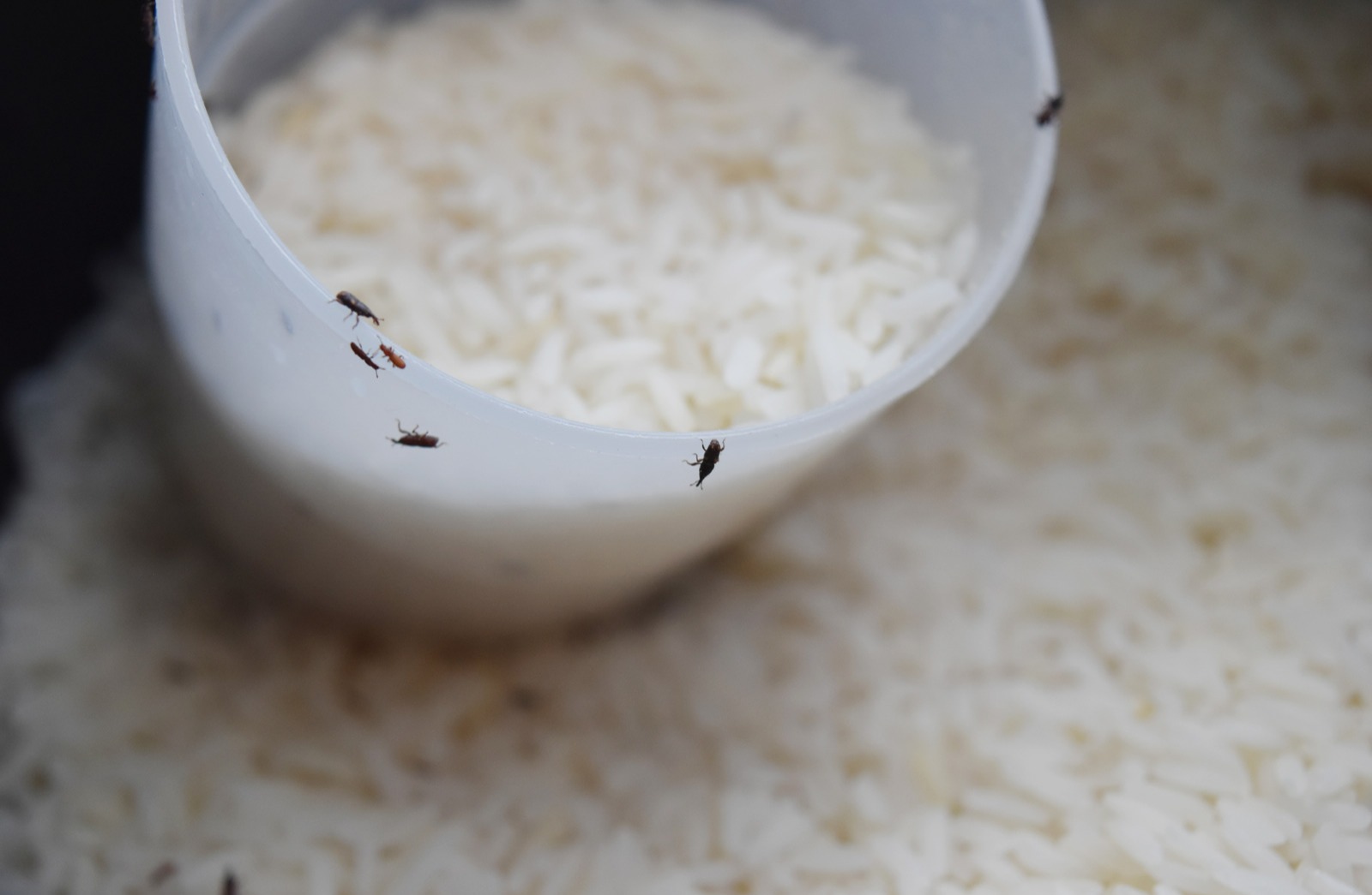 شپشک برنج - روش نگهداری از برنج