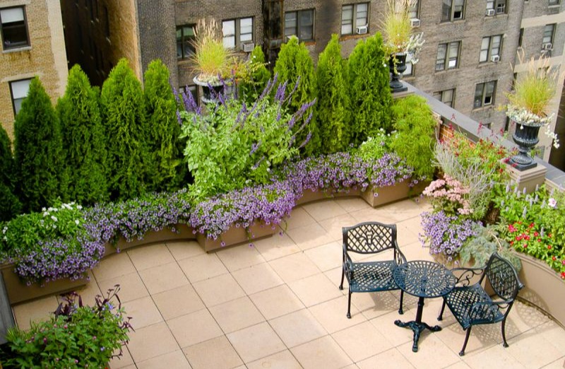 گیاهان مناسب روف گاردن