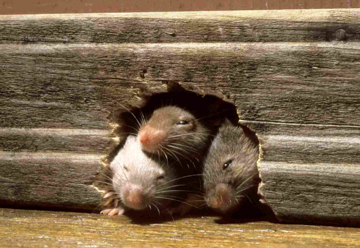 سر سه موش از سوراخ بیرون آمده - از بین بردن موش در خانه