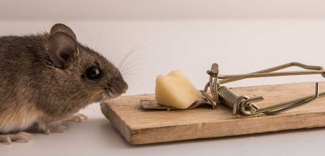 موش در حال بوئیدن پنیر - از بین بردن موش در خانه