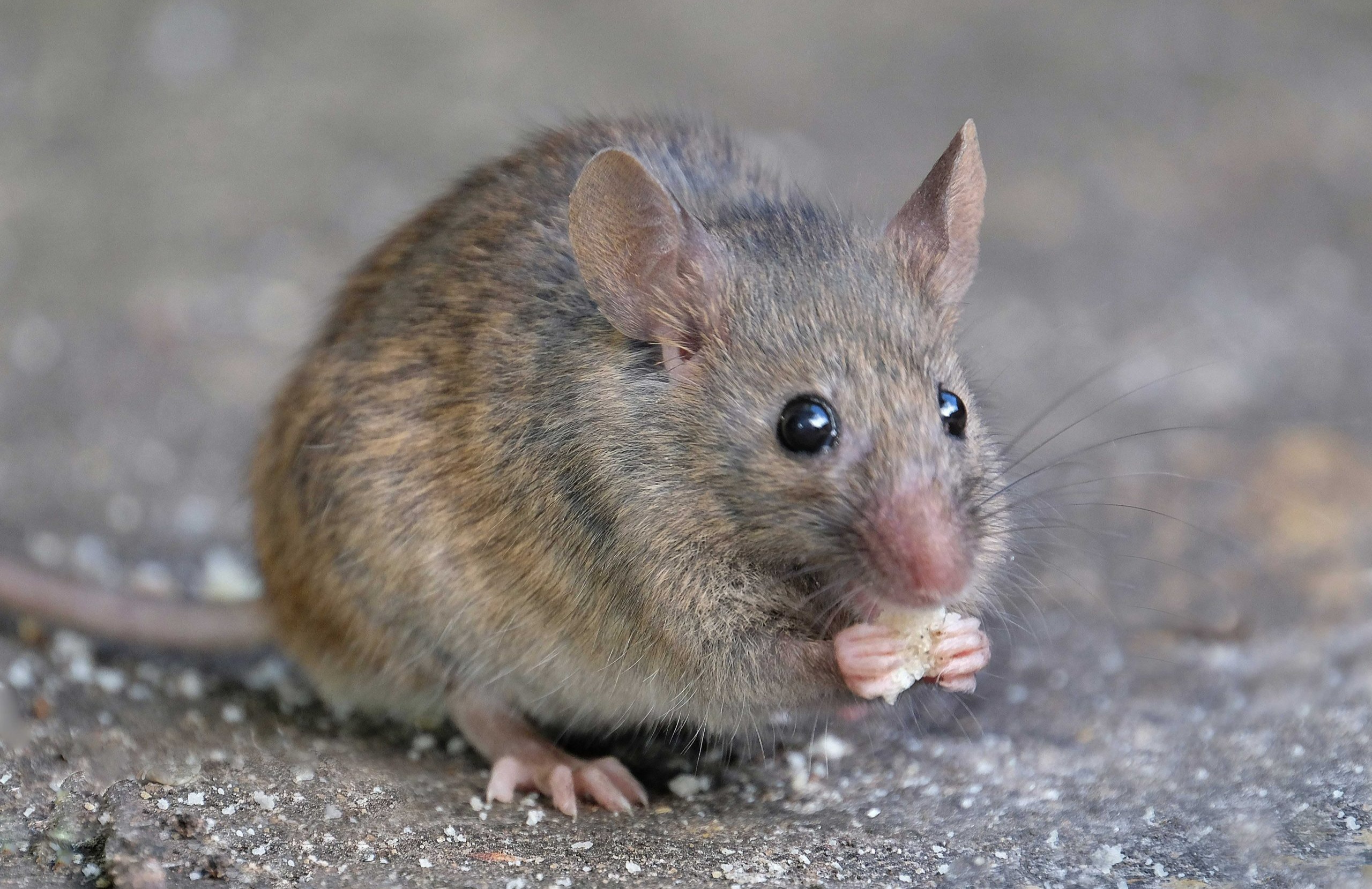 موش در حال جویدن - از بین بردن موش در خانه
