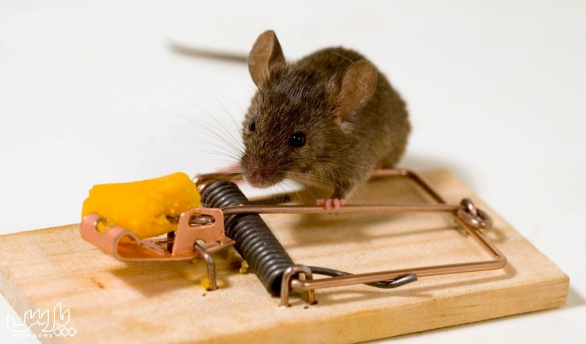 موش روی تله - از بین بردن موش در خانه