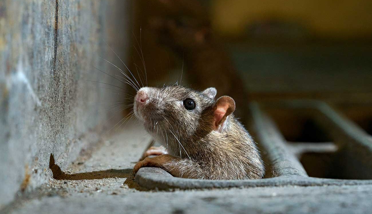 موش از سوراخ بیرون آمده - از بین بردن موش در خانه