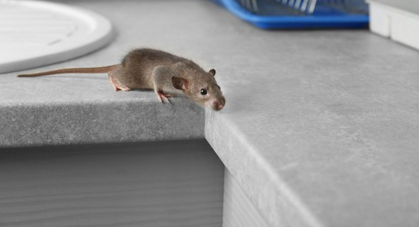 از بین بردن موش در خانه