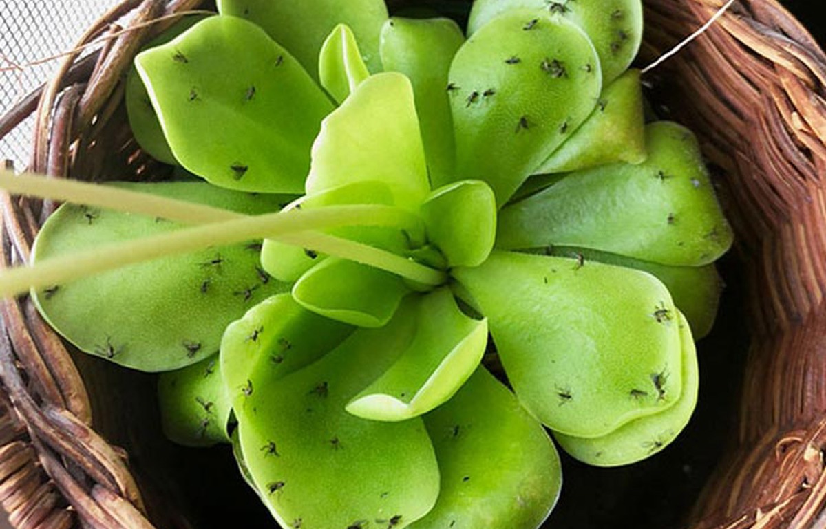 از بین بردن پشه گلدان