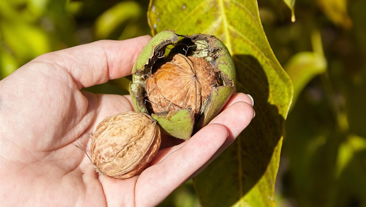 خشك كردن گردو تازه