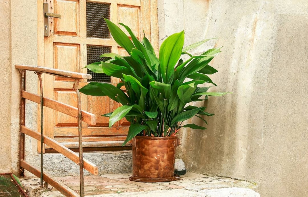 نگهداری از برگ عبایی