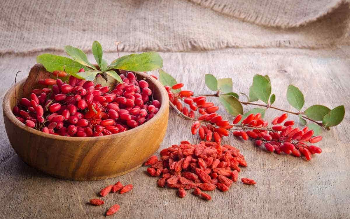 روش نگهداری زرشک